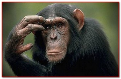 Учёные нашли основные отличия мозга обезьяны и человека